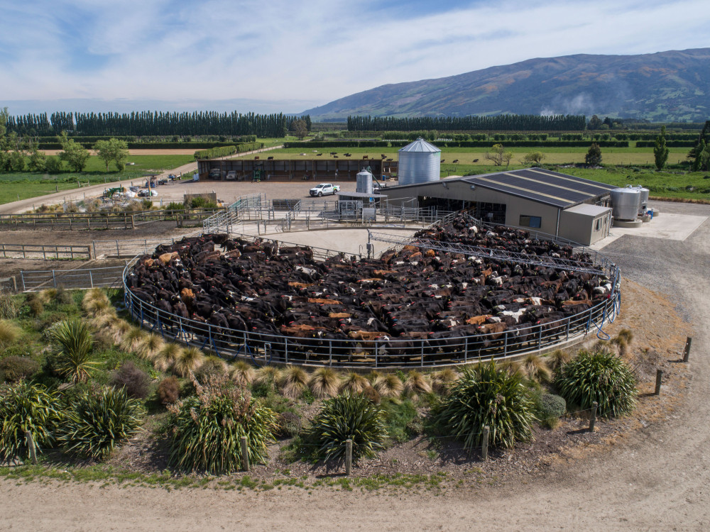 Dairy Farm drone shot 